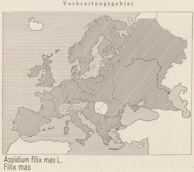 Madaus Karte Aspidium Filix Mas