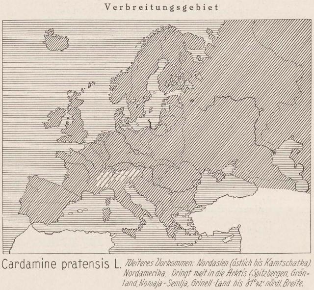 Madaus Karte Cardamine Pratensis