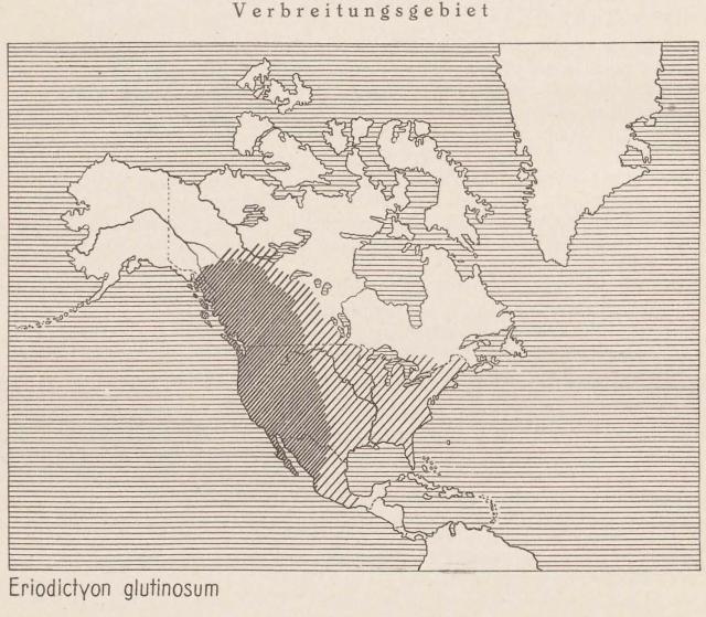 Madaus Karte Eriodictyon Glutinosum