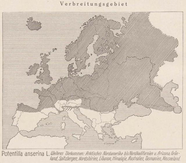 Madaus Karte Potentilla Anserina