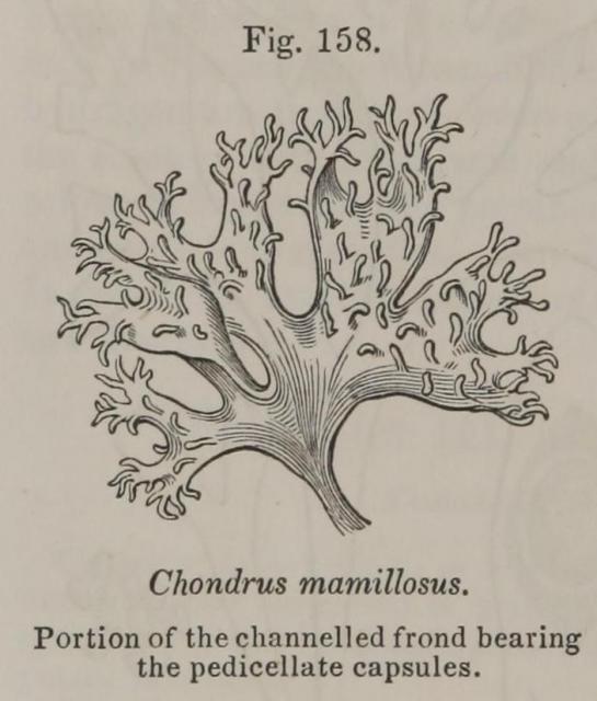 Fig. 158. Chondrus mamillosus.