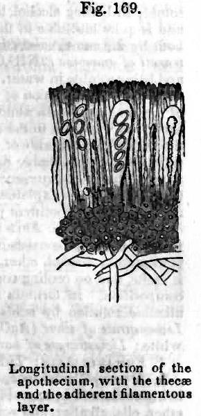 Fig. 169. Longitudinal section of the apothecium.