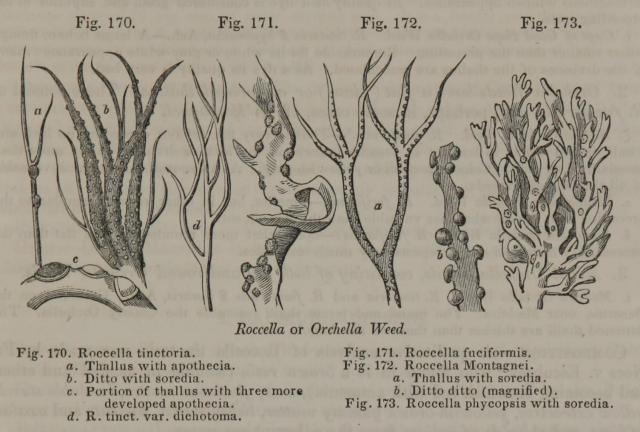 Fig. 170. - 173. Roccella or Orchella Weed.