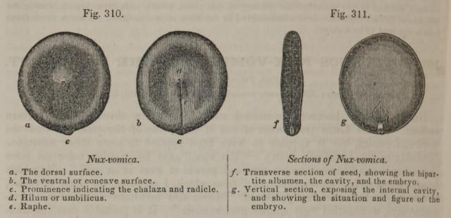 Fig. 310, 311. Nux-vomica, Sections of Nux-vomica.