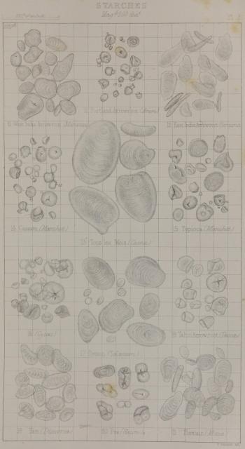 Plate 2. Starches.