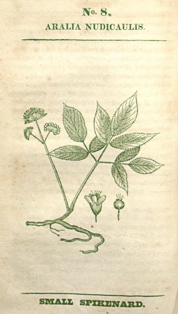 No. 08. Aralia nudicaulis.