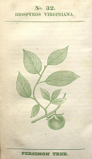 No. 32. Diospyros virginiana.