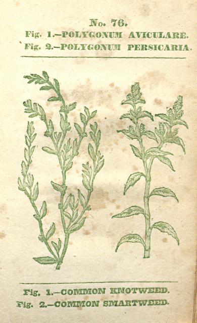 No. 76. Polygonum aviculare, P. persicaria.