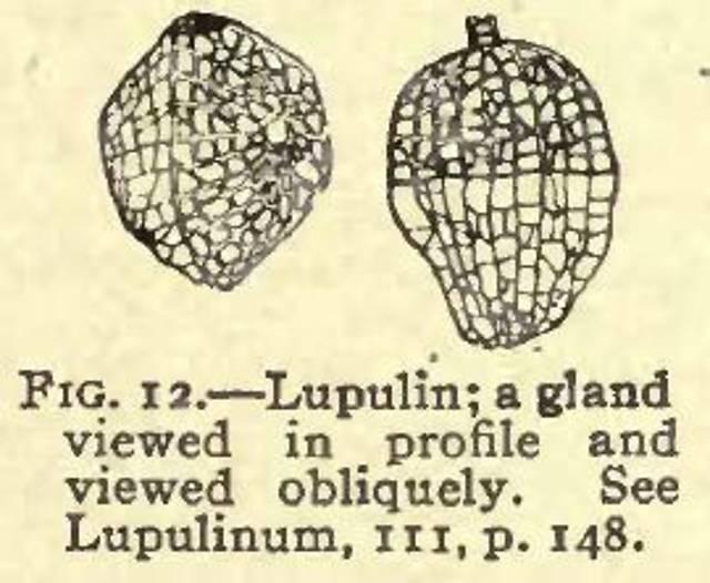 Fig. 12. Lupulin.