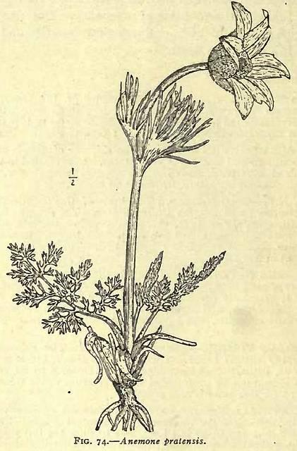 Fig. 74. Anemone pratensis.