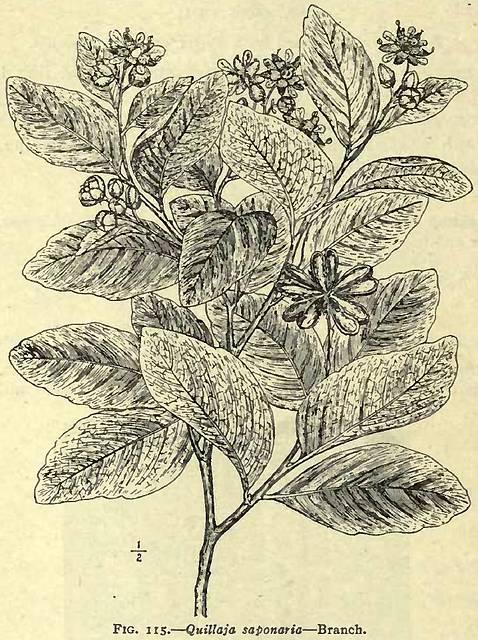 Fig. 115. Quillaja saponaria.