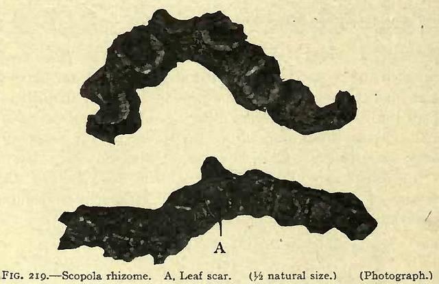 Fig. 219. Scopola rhizome.