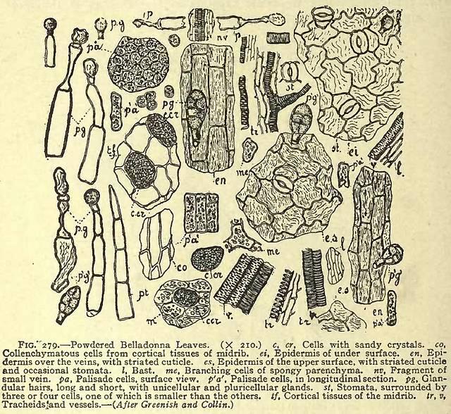 Fig. 279. Powdered Belladonna Leaves.