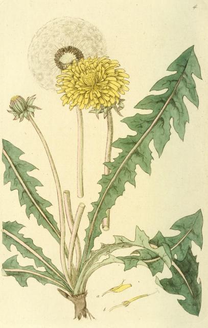 004. Leontodon taraxacum.