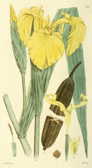 110. Iris pseudacorus.