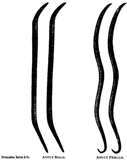 Figure 55. Ascaris lumbricoides.