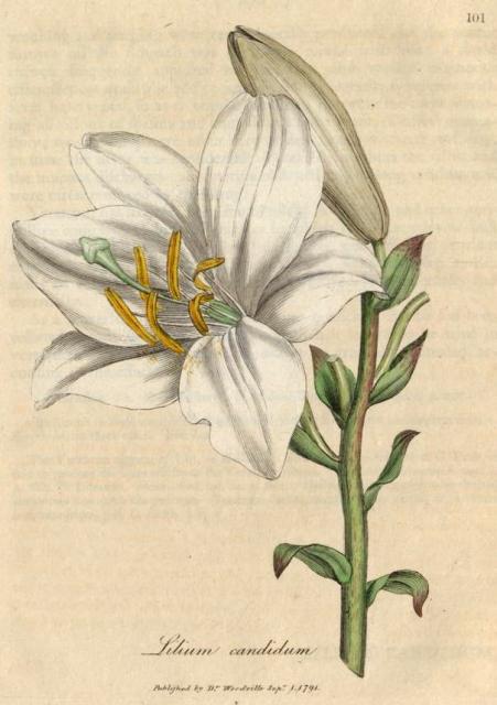 101. Lilium candidum. C.