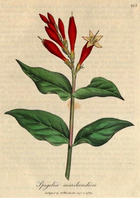 105. Spigelia marilandica. C.