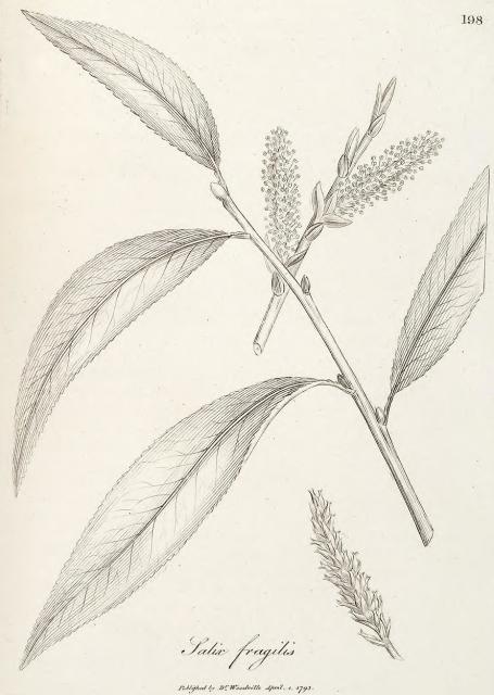 198. Salix fragilis.