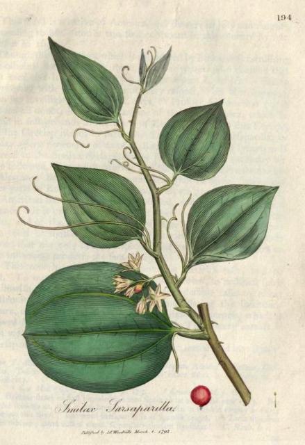 194. Smilax sarsaparilla. C.