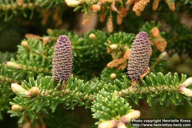 Photo: Abies koreana 1.