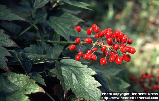 Photo: Actaea rubra 8.