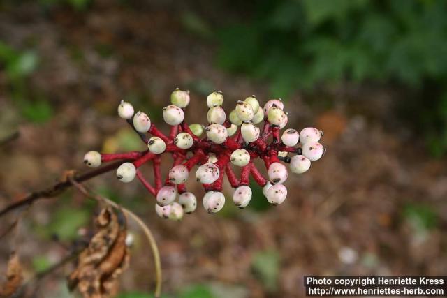 Photo: Actaea pachypoda 1.