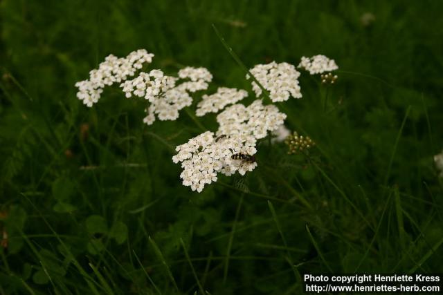 Photo: Achillea millefolium 16.