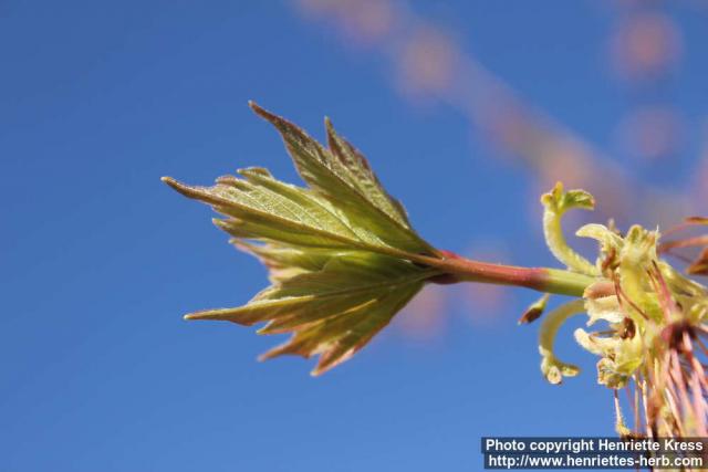 Photo: Acer negundo 08.