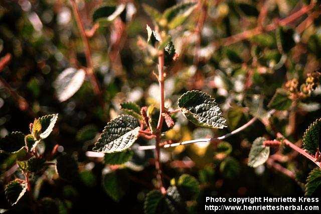 Photo: Acalypha californica 1.