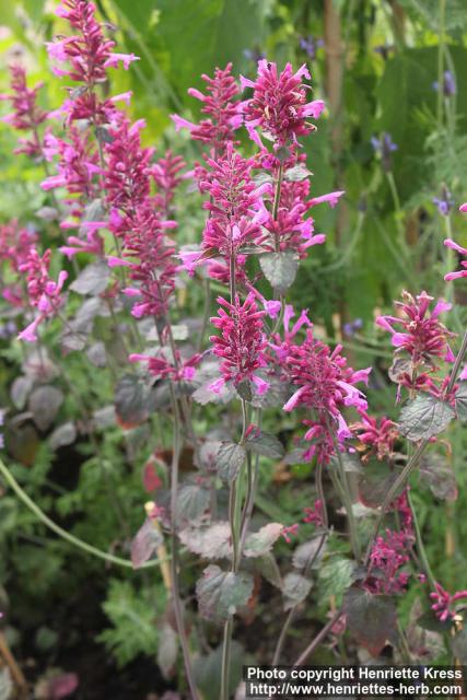 Photo: Agastache cana 4.