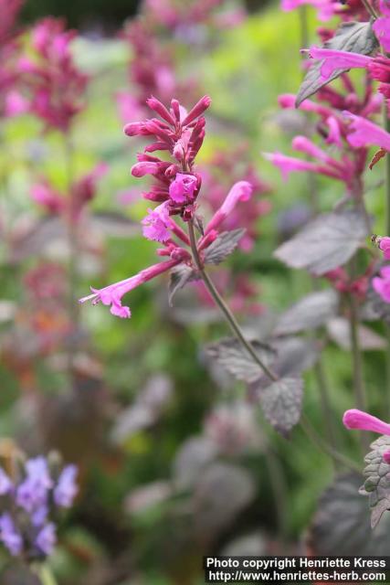 Photo: Agastache cana 5.