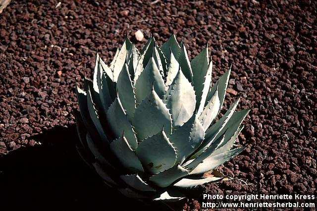 Photo: Agave parryi.