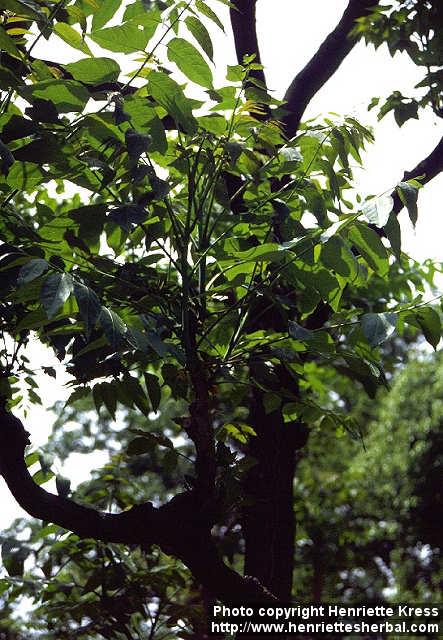 Photo: Ailanthus altissima 1.