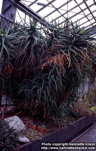 Photo: Aloe arborescens.