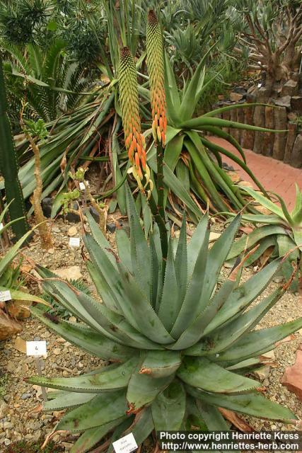 Photo: Aloe marlothii 2.