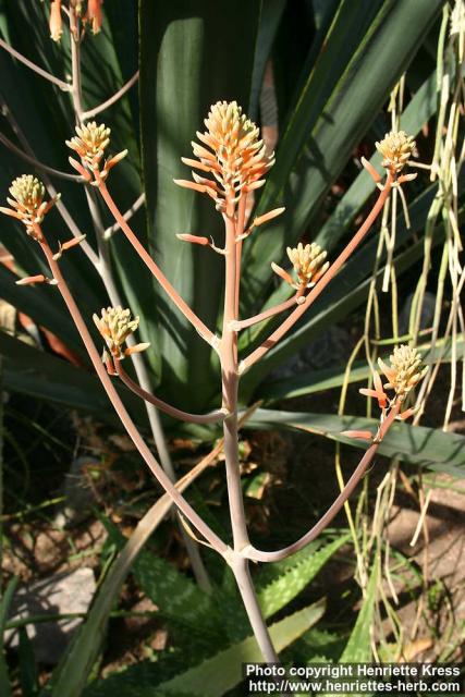 Photo: Aloe maculata 12.