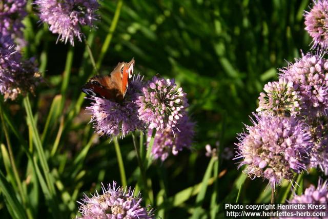 Photo: Allium senescens 3.