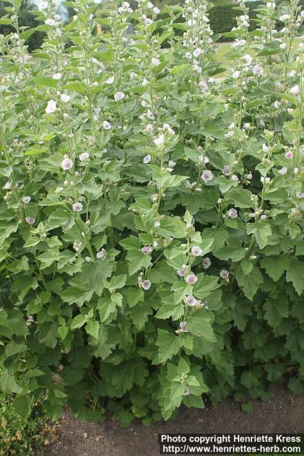 Photo: Althaea officinalis 15.