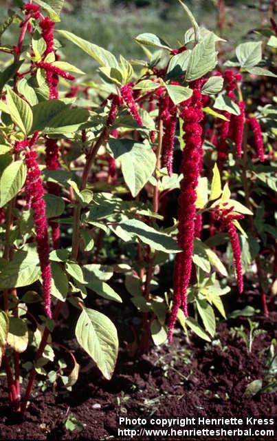 Photo: Amaranthus caudatus.