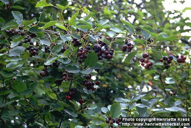 Photo: Amelanchier spicata 3.