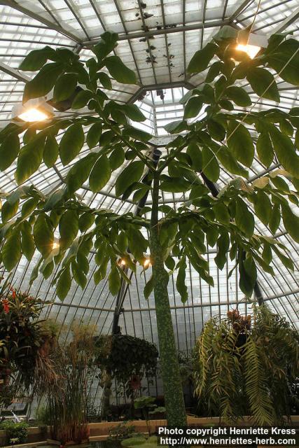 Photo: Amorphophallus titanum 5.