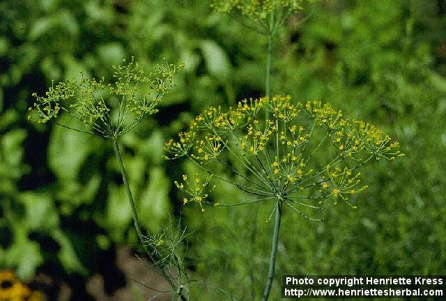 Photo: Anethum graveolens 2.