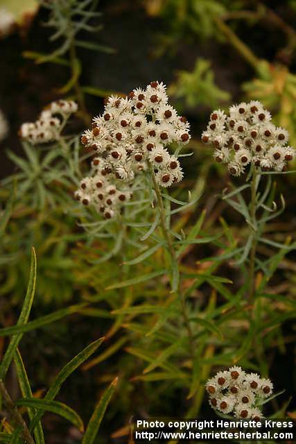 Photo: Anaphalis margaritacea 17.