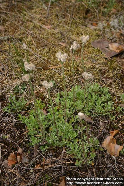 Photo: Antennaria dioica 8.