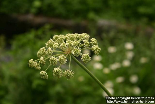 Photo: Angelica sylvestris 23.