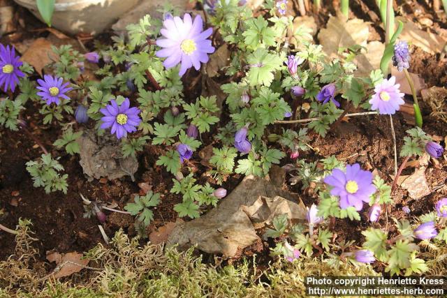 Photo: Anemone blanda 2.