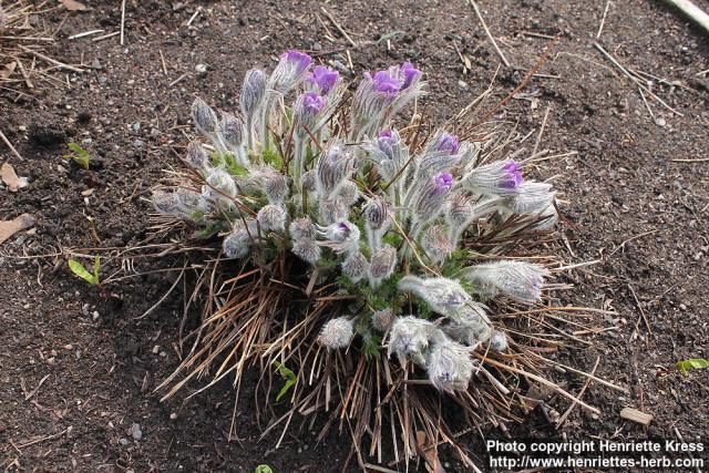 Photo: Pulsatilla vulgaris 26.