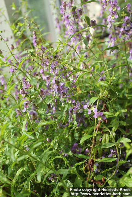 Photo: Angelonia parviflora 1.