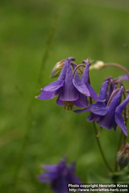 Photo: Aquilegia vulgaris 12.